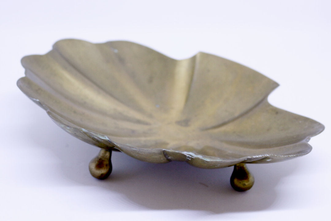 Concha Bronce
