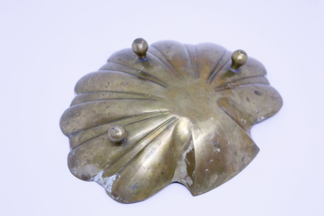 Concha Bronce